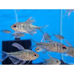 Tetras: Diamond Tetra