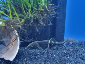 Peter's Elephant Nose