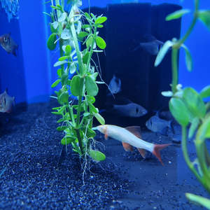 Gold Rainbow Shark
