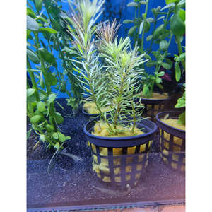 Plants: Red Pine Tree