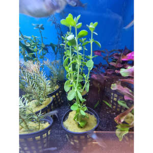 Plants: Baby Tears - Potted