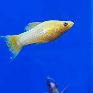 Live Bearers: Gold Molly