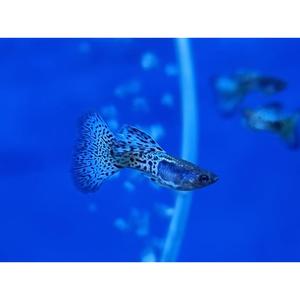 All Livestock: Metal Grass Cobra Guppy - PAIR