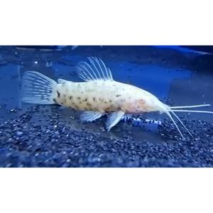 Albino Hoplo