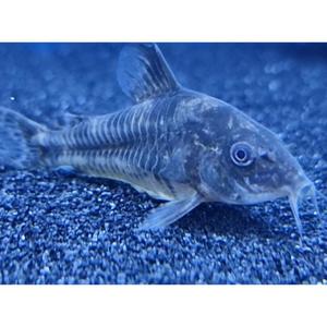 Peppered Corydoras