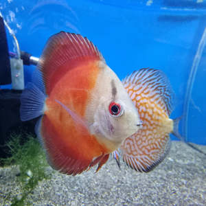 Discus: Red Melon Discus