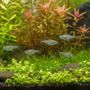 Norman's Lampeye Kilifish