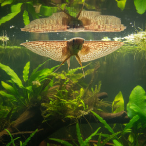 Pantadon Butterfly Fish