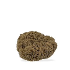 Real World: Natural Sea Sponge