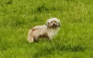 Products: Locals rally to locate lost dog