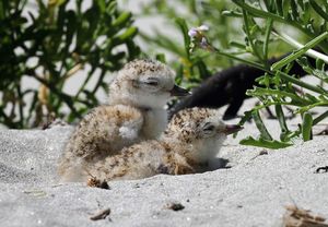 Products: Dotterel chicks hatch after nest vandalism