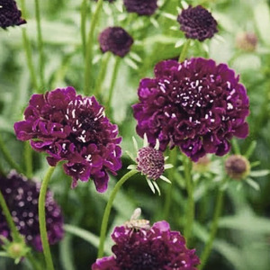 For Kids: LITTLE SUN SEEDS | DARK PLUM SCABIOSA
