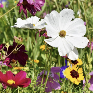 For Kids: LITTLE SUN SEEDS | SUMMER WILDFLOWERS