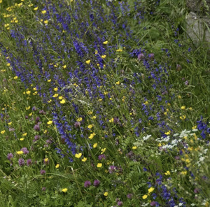 For Kids: LITTLE SUN SEEDS | HAPPY INSECT BLEND