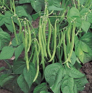 For Kids: LITTLE SUN SEEDS | DWARF BEANS