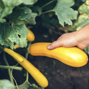 For Kids: LITTLE SUN SEEDS | ORGANIC YELLOW ZUCCHINI
