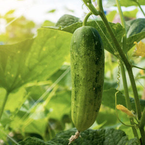 For Kids: LITTLE SUN SEEDS | ORGANIC CUCUMBER