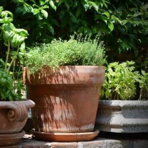 Made In Aotearoa: LITTLE SUN SEEDS | WILD THYME