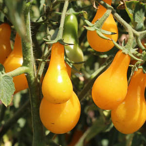 Made In Aotearoa: LITTLE SUN SEEDS | YELLOW PEAR TOMATO