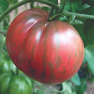 Best Selling Garden Outdoor: LITTLE SUN SEEDS | BERKELEY TOMATO