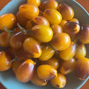 LITTLE SUN SEEDS | YELLOW INDIGO TOMATO