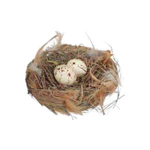 All: Small Nest with Eggs