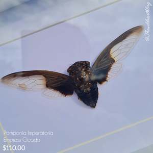 Oddities Specimens Collectibles: Pomponia Imperatoria - Empress Cicada