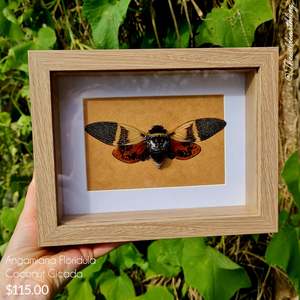 Angamiana Floridula - Coconut Cicada