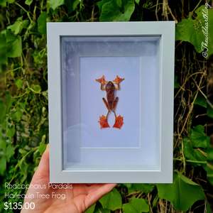 Oddities Specimens Collectibles: Rhacophorus Pardalis- Tree Frog And rosea stick insect