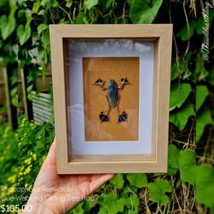 Oddities Specimens Collectibles: Rhacophorus Reinwardtii - Tree Frog