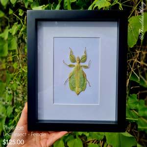 Oddities Specimens Collectibles: Phylliidae - Leaf Insect
