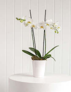 Single Flowers: Orchid Plant