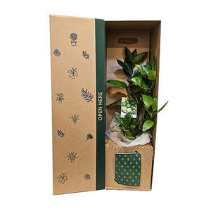All: Lime Tree