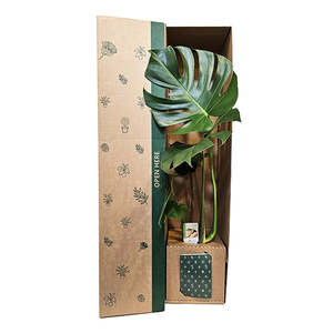 All: Monstera Delicoisa