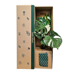 All: Monstera Thai Constellation