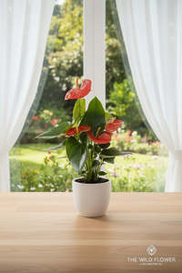 All: Anthurium