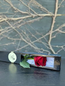 Valentines Day Flowers: The Romance Rose