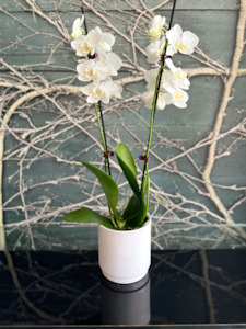 Anni: Orchid White Double Stem