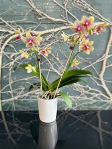 Sympathy Flowers: Mini Orchid