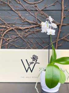 Orchid Plant Gift Box