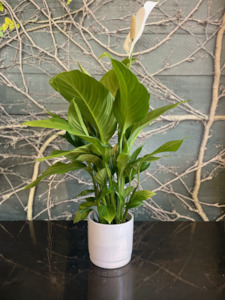 Peace Lily Silvana