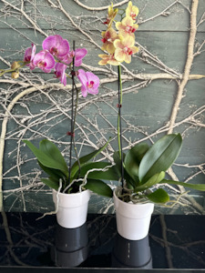Sympathy Flowers: Orchid - Coloured