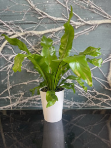 Gifts Under 50: Birds Nest Fern