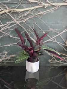 Stromanthe Magic Star Potted Plant - 14cm (Urgent Courier Only)