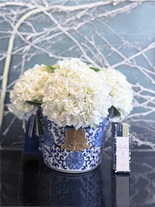 Cote Noire - Oriental Ivory Hydrangea