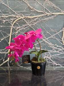 Côte Noire - Double Orchid Fushsia Piano Black