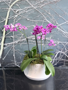 The Orchid Serenity Pot