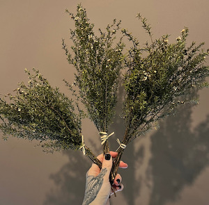 Dried Natural Tea Tree The Witchery NZ