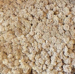 100g Preserved Reindeer Moss Cream Coloured The Witchery NZ