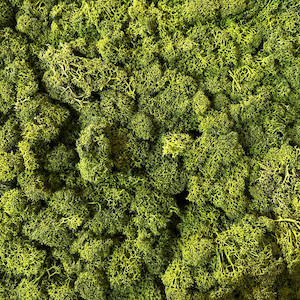 100g Preserved Reindeer Moss Green Coloured The Witchery NZ
